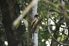 Dendrocitta vagabunda