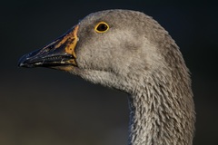 Anser anser domesticus × anser cygnoides domesticus