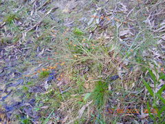 Daviesia leptophylla