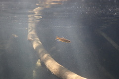 Oncorhynchus kisutch