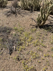 Pectis papposa papposa