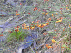 Daviesia leptophylla