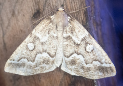 Caripeta divisata