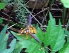 Milesia virginiensis