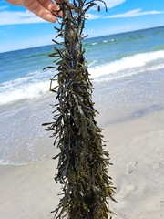 Ascophyllum nodosum