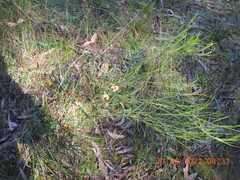 Daviesia leptophylla