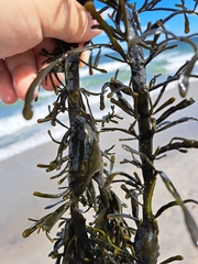 Ascophyllum nodosum