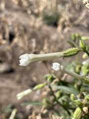Nicotiana