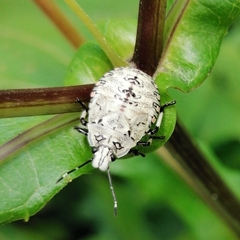 Apateticus lineolatus