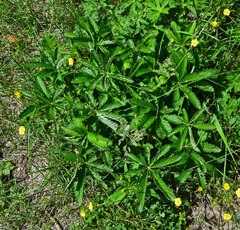 Potentilla pulcherrima