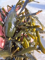 Ascophyllum nodosum