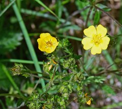 Potentilla pulcherrima