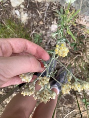 Pseudognaphalium macounii