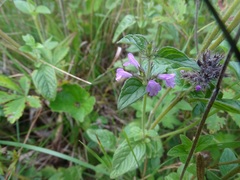 Clinopodium vulgare