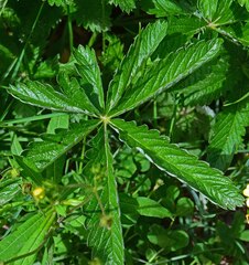 Potentilla pulcherrima