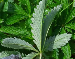 Potentilla pulcherrima