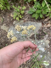 Pseudognaphalium macounii