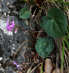 Cyclamen purpurascens