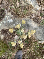 Pseudognaphalium macounii