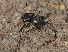 Cicindela oregona