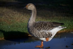 Anser anser domesticus × anser cygnoides domesticus