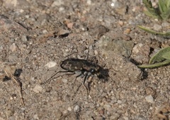 Cicindela oregona