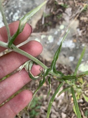 Pseudognaphalium macounii