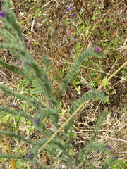Echium