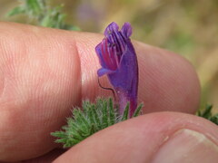 Echium