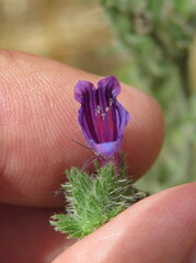 Echium