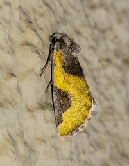 Chalcopasta fulgens