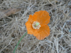 Papaver