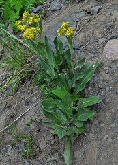 Senecio atratus