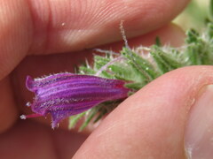 Echium