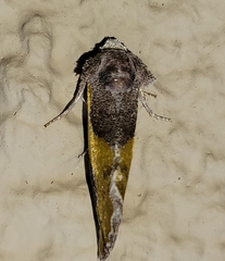 Chalcopasta fulgens