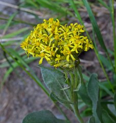 Senecio atratus