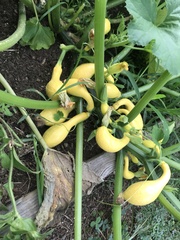 Cucurbita
