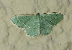 Chlorochlamys phyllinaria