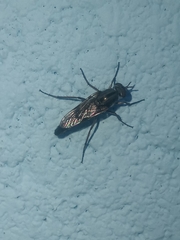 Therevidae