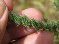 Echium