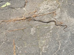 Coluber constrictor priapus