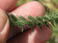 Echium