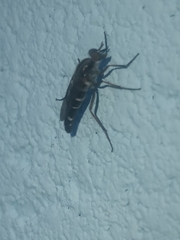 Therevidae