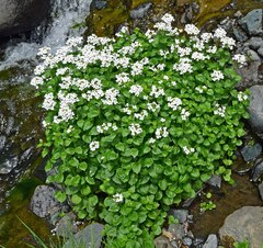 Cardamine cordifolia