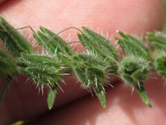 Echium