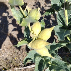 Asclepias erosa