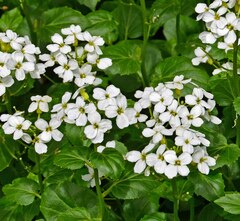Cardamine cordifolia