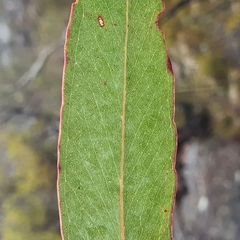 Eucalyptus piperita