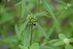 Campsomerinae