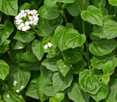 Cardamine cordifolia